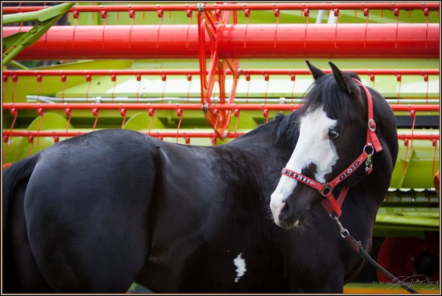 Asbach Fohlenshow 2014 121